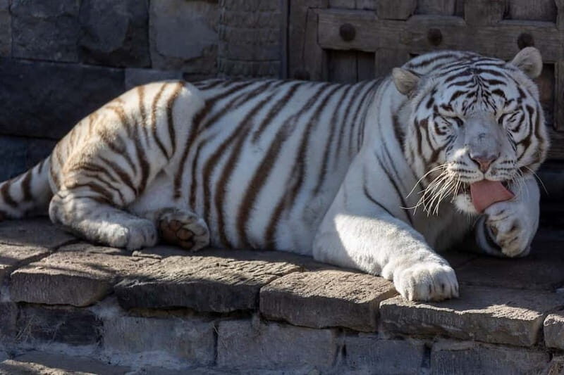 Brugelette: Pairi Daiza Zoo Entry Ticket - The Animal Highlights