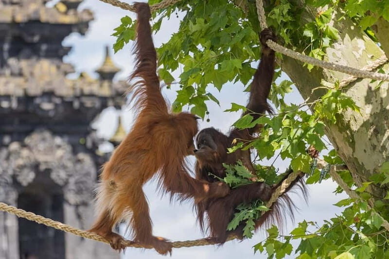 Brugelette: Pairi Daiza Zoo Entry Ticket - Botanical Gardens and Landscapes