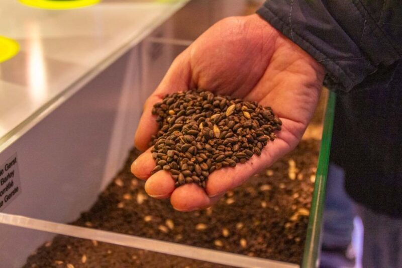 Bruges: History, Chocolate and Beer Walking Tour - Introduction