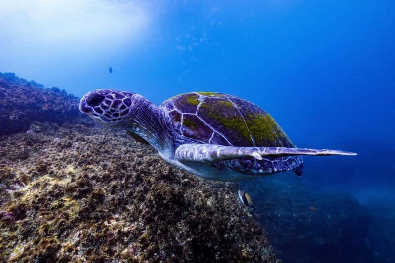 Brunswick Heads: Snorkelling in Byron Bay - Practical Details & Value