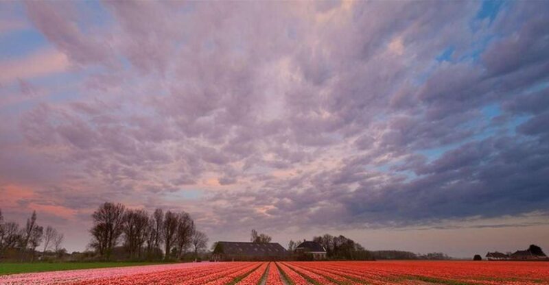 Brussels: Keukenhof, Tulips, and Delft Day Trip - An In-Depth Look at the Experience