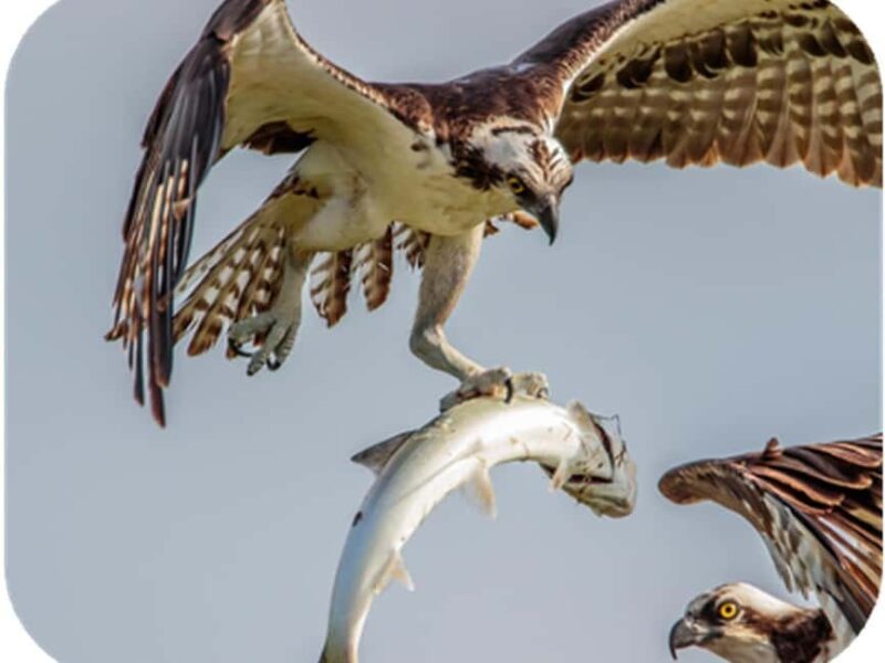 Bryce Canyon: 2-Hour, 4-Seat or 5-Seat ATV Rental - The Ride’s Value