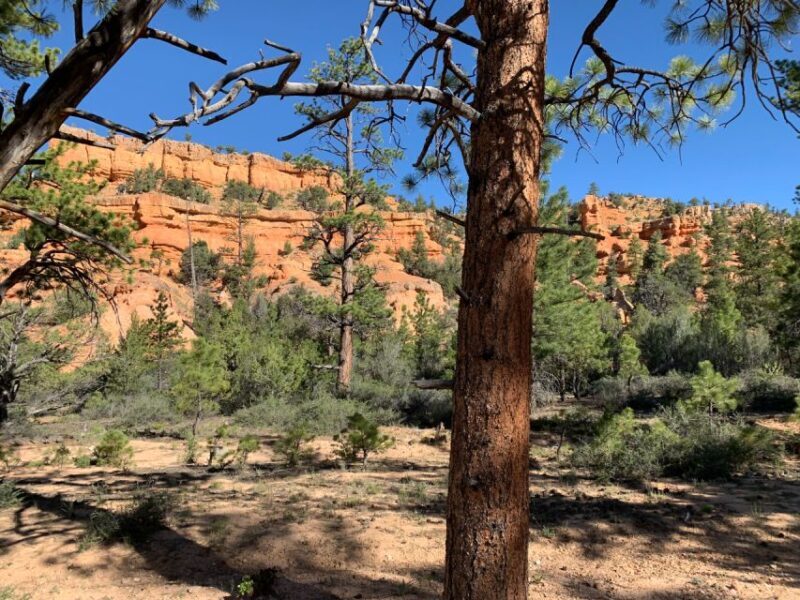 Bryce Canyon City: Red Canyon Horse Riding Day Trip w/ Lunch - The Sum Up