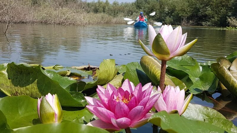 Bucharest: Arges River Kayaking Tour with Transfers - The Experience: What You Can Expect