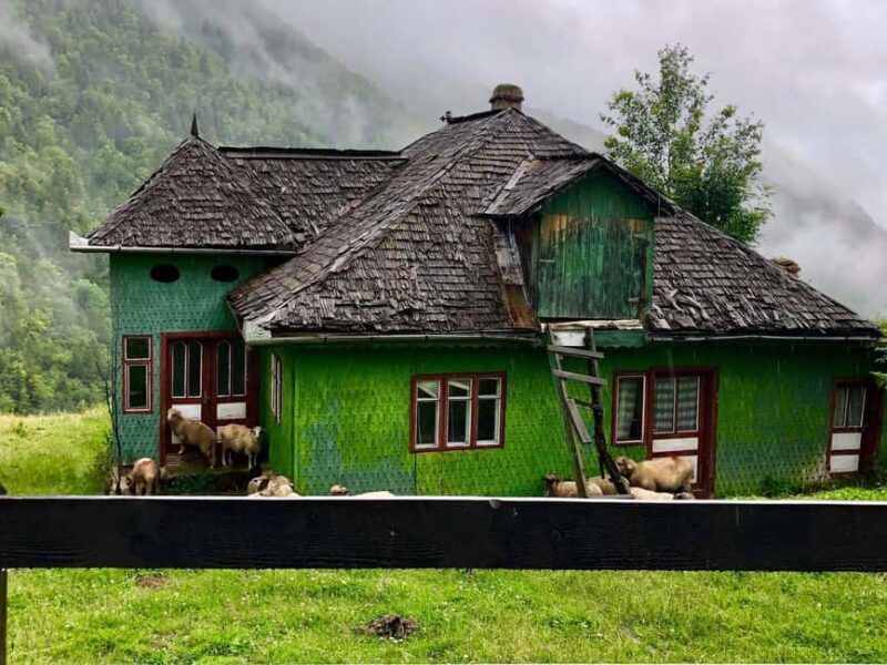 Bucharest: Brown Bears Sanctuary and Quad Tour - An In-Depth Look at the Experience