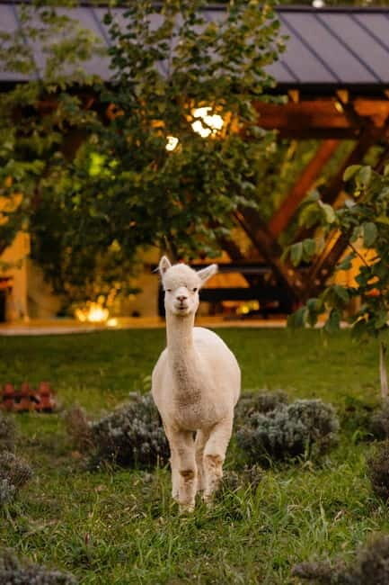 Bucharest: Day Trip at the The Tribe Alpaca Retreat - Who It’s Best For