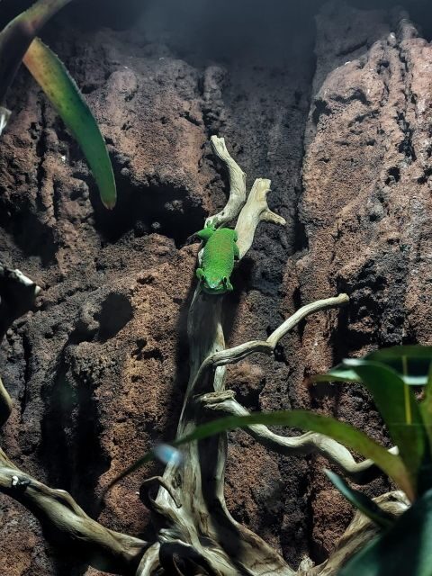 Bucharest: Reptiland Bucharest Entry Ticket - Authentic Travel Experiences from Reviewers