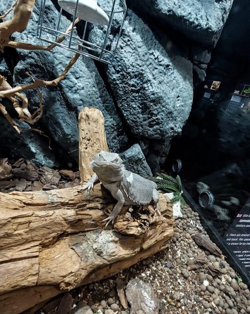 Bucharest: Reptiland Bucharest Entry Ticket - FAQ