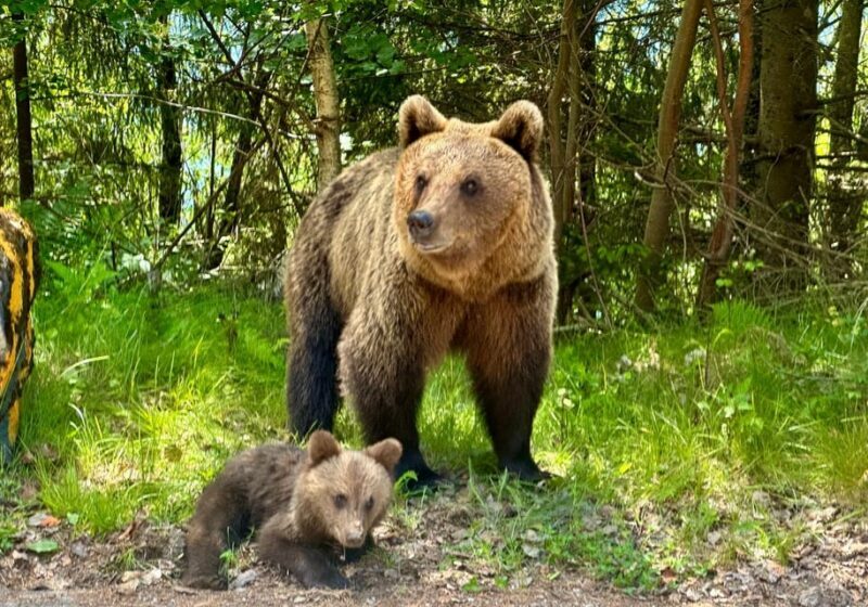 Bucharest: Top Gear Road and Wild Brown Bears Day Trip - Final Thoughts