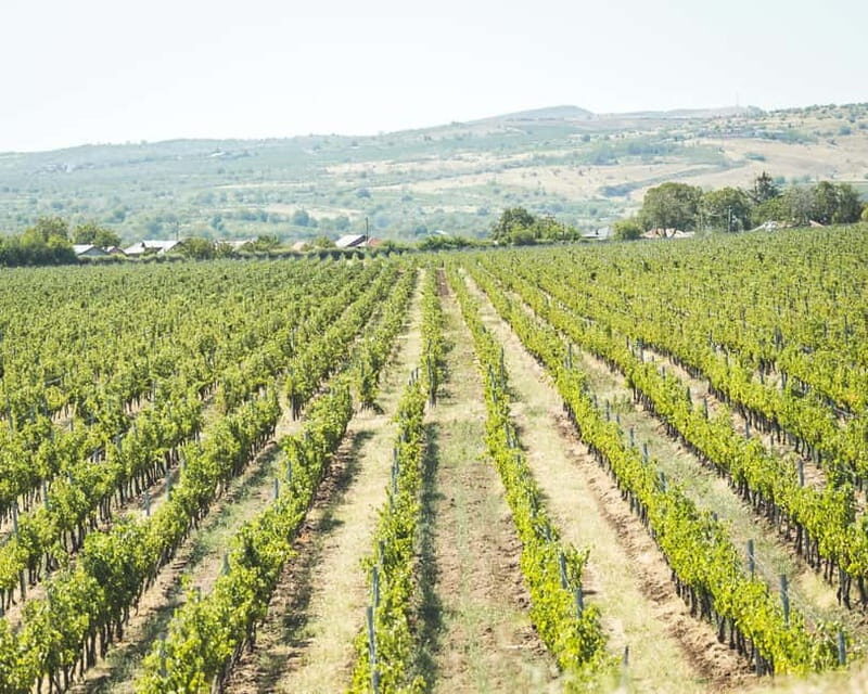 Bucharest: Tour The Wine Road, 2 Boutique Wineries in 1 Day - Who Should Consider This Tour?