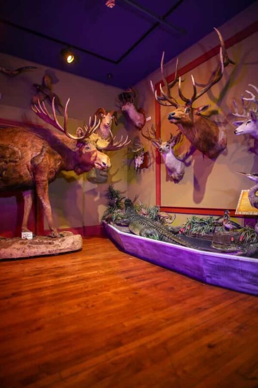 Buckhorn Saloon & Museum / Texas Ranger Museum Entry Ticket - Why This Tour Might Be Perfect for You