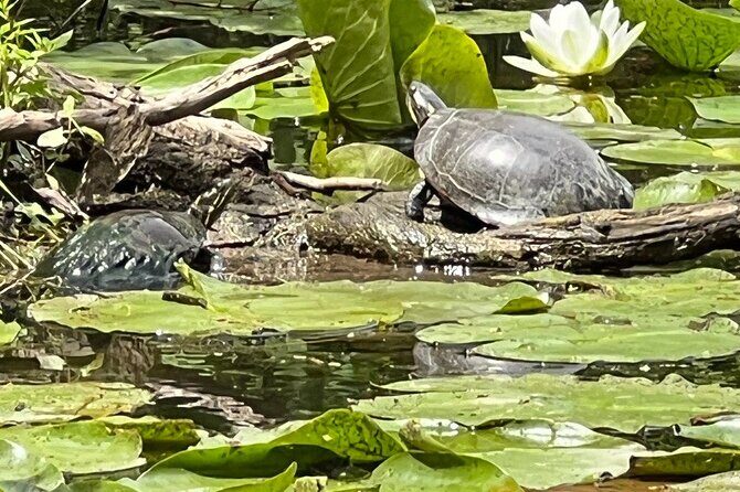 Buckhorn State Park nature hike, kayaking tour, and fishing - Why This Tour Stands Out — and Where It Falls Short