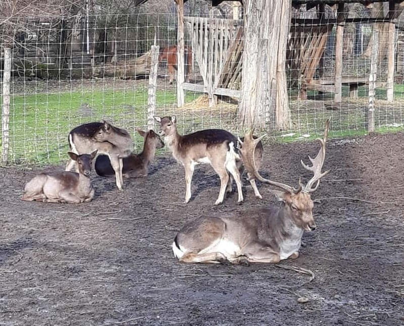 Budapest: Best Gardens Walking Tour & Hungarian Folk Music - Final Thoughts: Why Choose This Tour?