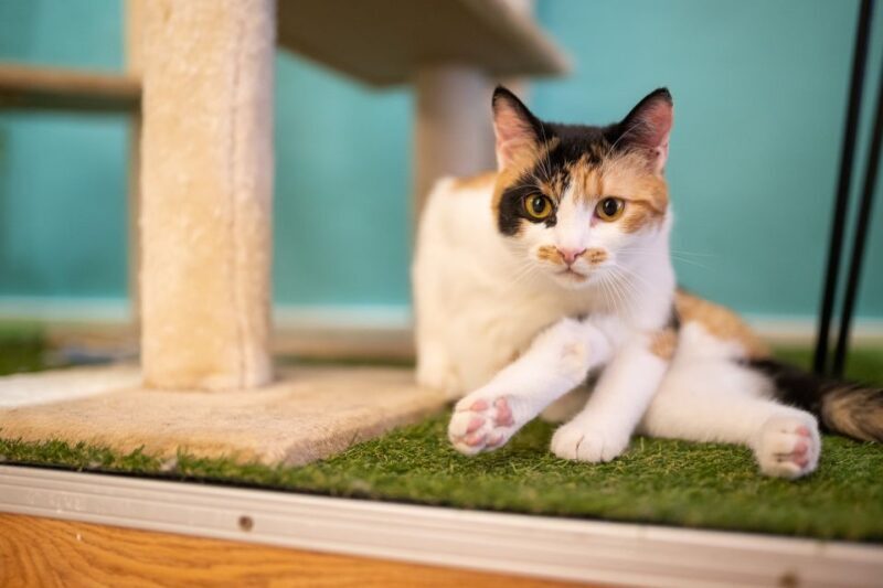 Budapest: Cat Museum Budapest Entry Ticket - Final Thoughts: Who Should Visit?