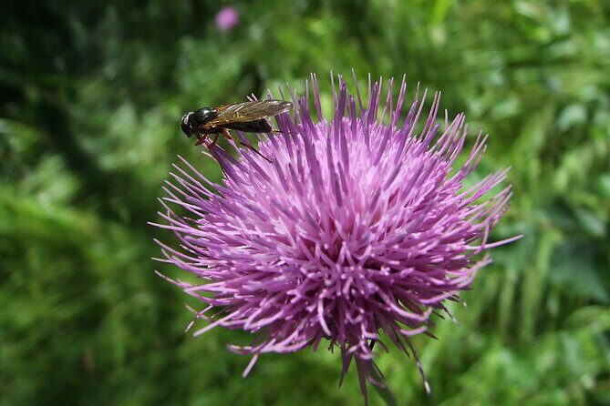 Budapest Hike to Visegrád Castle w or wo Sauna/Danube beach - Who Would Love This Experience?