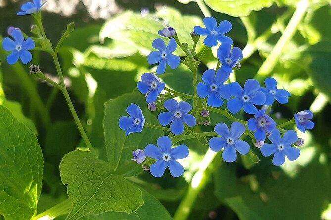 Budapest Hike to Visegrád Castle w or wo Sauna/Danube beach - FAQs