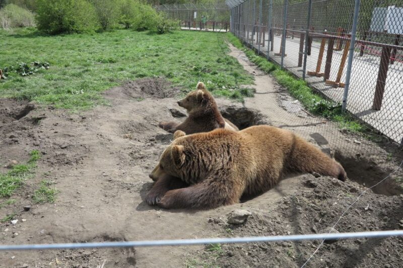 Budapest: Transport & Guided Tour of Bear and Wolf Sanctuary - An In-Depth Look at the Sanctuary Tour