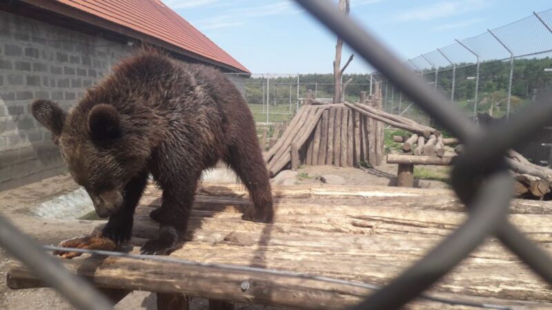Budapest: Transport & Guided Tour of Bear and Wolf Sanctuary - Authentic Experiences from Reviewers