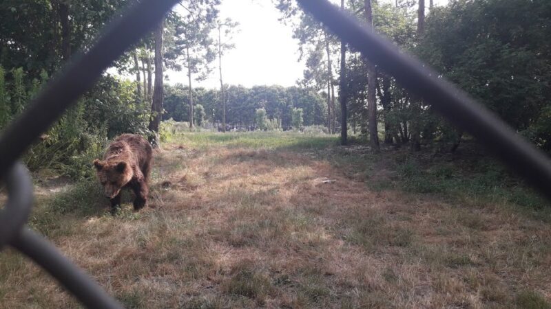 Budapest: Transport & Guided Tour of Bear and Wolf Sanctuary - Final Thoughts