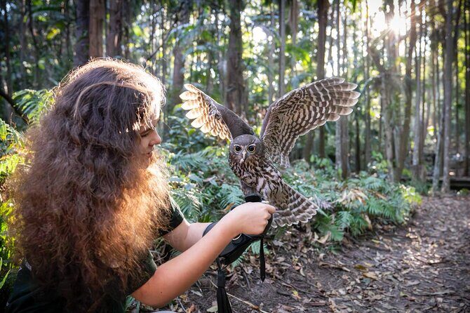 Buderim Forest Flight Owl Encounter and Tour - Experience the Magic of the Buderim Forest Flight Owl Encounter