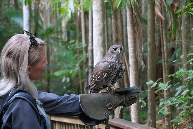 Buderim Forest Flight Owl Encounter and Tour - Key Points