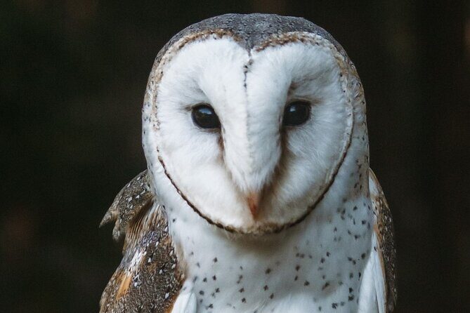 Buderim Forest Flight Owl Encounter and Tour - Who Will Love This Tour?