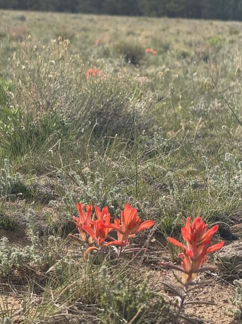 Buena Vista: 3 Hour E-Bike Tour to St. Elmo Ghost Town - Wildlife and Nature Interactions