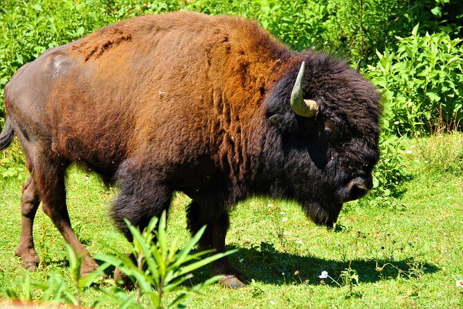 Buffalo Creek Ranch Tour Experience - FAQs about the Buffalo Creek Ranch Tour Experience