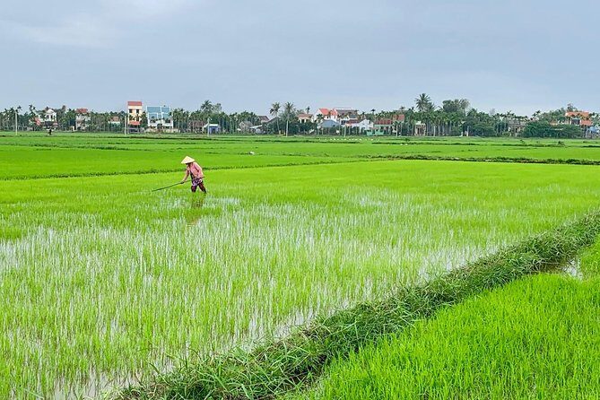 Buffalo Riding and basket boat tour from Da Nang/ Hoi An - What the Tour Includes and What to Expect