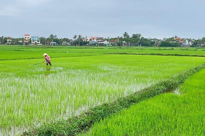 Buffalo Riding, Basket Boat Tour And Cooking Class - Practical Aspects and Value