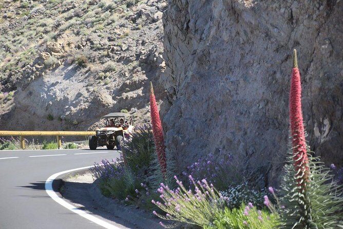 Buggy Safari Adventure 700cc - Price and Value Analysis