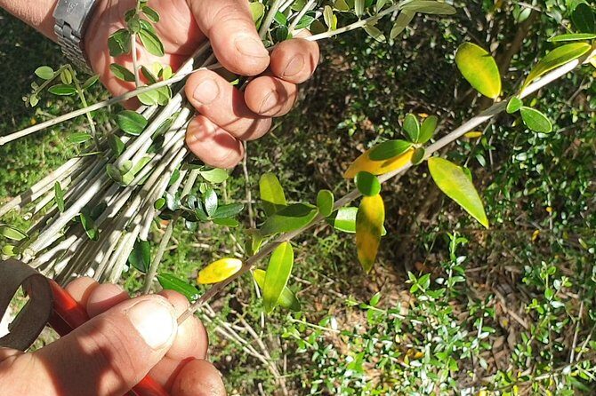 Build a typical Sardinian basket with your hands - Frequently Asked Questions