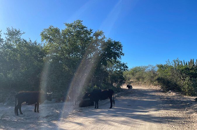 Build Your Own: Off Road Adventure in Los Cabos - The Sum Up: Who Is This Tour Perfect For?