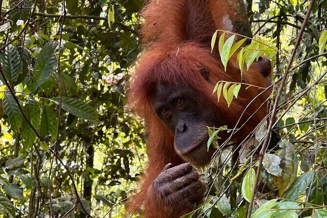 Bukit lawang 2 Day 1 Night with camping - Key Points