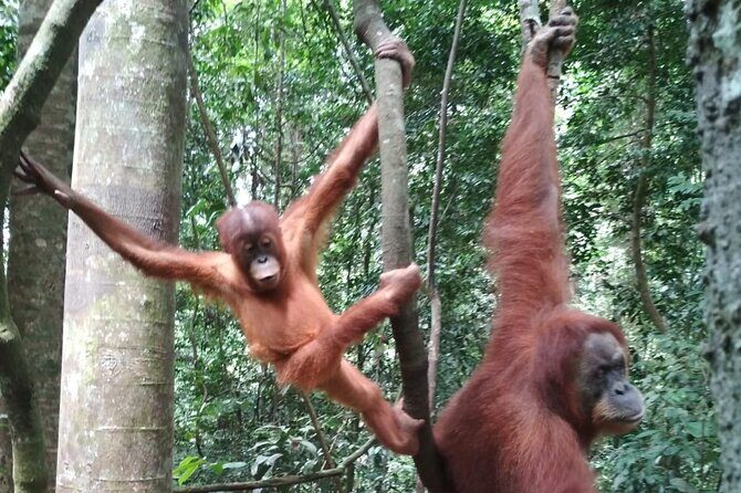 Bukit lawang 2 Day 1 Night with camping - Practical Details: What Travelers Need to Know