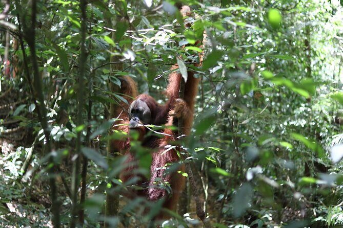 Bukit Lawang Full Day Jungle Trek - Key Points