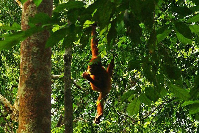 Bukit Lawang Full Day Jungle Trek - The Itinerary: What to Expect