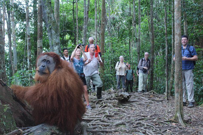 Bukit Lawang Full Day Jungle Trek - Who Is This Tour Best For?