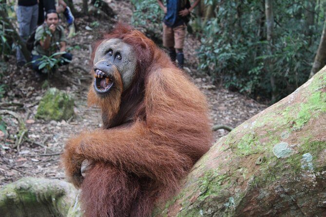 Bukit Lawang Full Day Jungle Trek - FAQ
