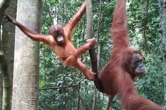 Bukit lawang tour 3days-2 night jungle trekking including rafting - In-Depth Review of the Bukit Lawang Jungle Trek