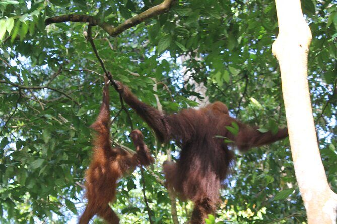 Bukit lawang tour 3days-2 night jungle trekking including rafting - Authentic Experiences & Hidden Gems