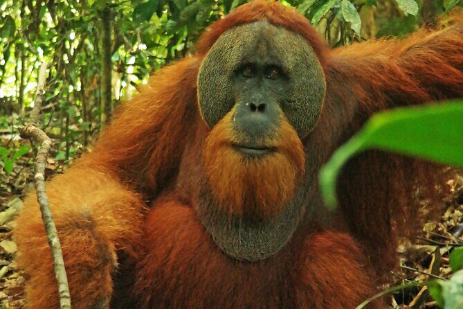Bukit lawang tour 3days-2 night jungle trekking including rafting - Who Should Consider This Tour?