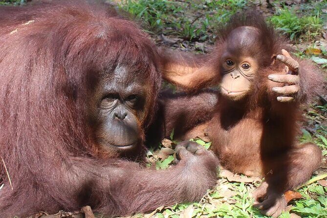 Bukit Merah Orang Utan and Penang City Private Tour - Key Points