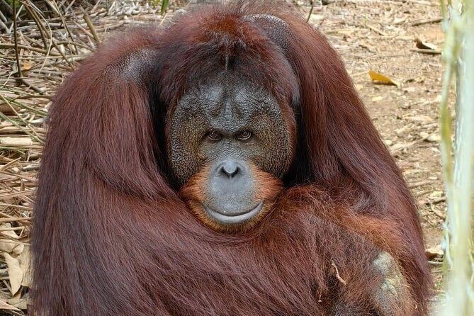 Bukit Merah Orang Utan and Penang City Private Tour - An In-Depth Look at the Itinerary