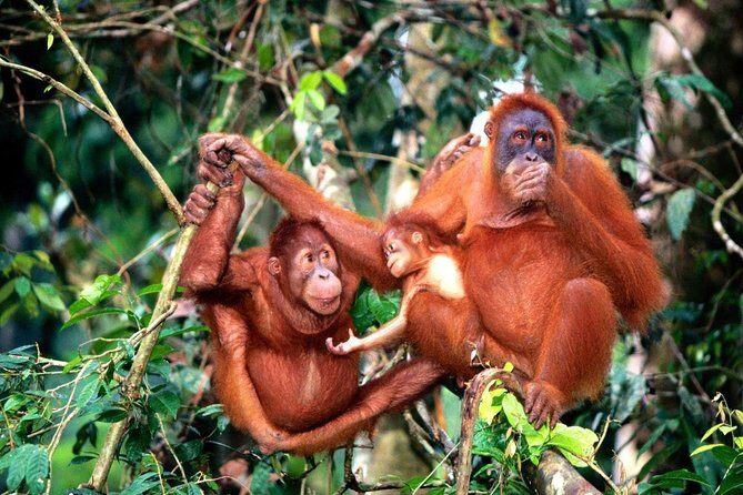 Bukit Merah Orang Utan Island & Perak Cave Temple fr Kuala Lumpur - The Complete Experience: A Deep Dive into the Tour