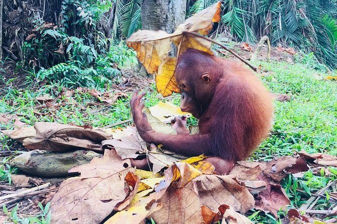Bukit Merah Orang Utan Island & Perak Cave Temple fr Kuala Lumpur - FAQs