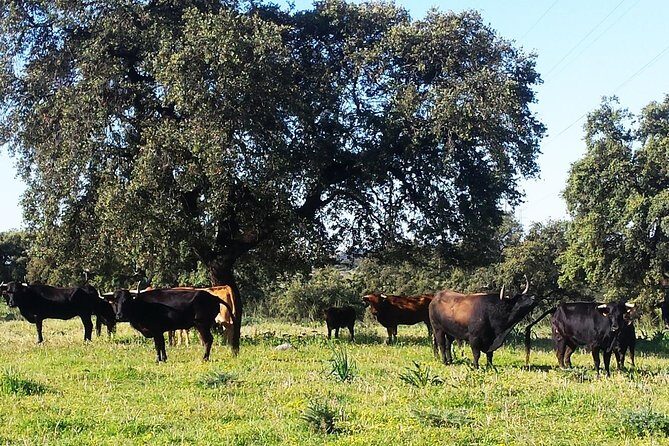 Bull Breeding Farm: Guided Half-Day Tour from Seville - Final Thoughts: A Genuine Glimpse into Andalusia’s Bull Breeding
