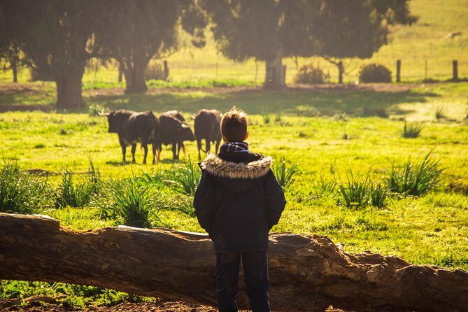 Bull Breeding Farm: Guided Half-Day Tour from Seville - FAQ