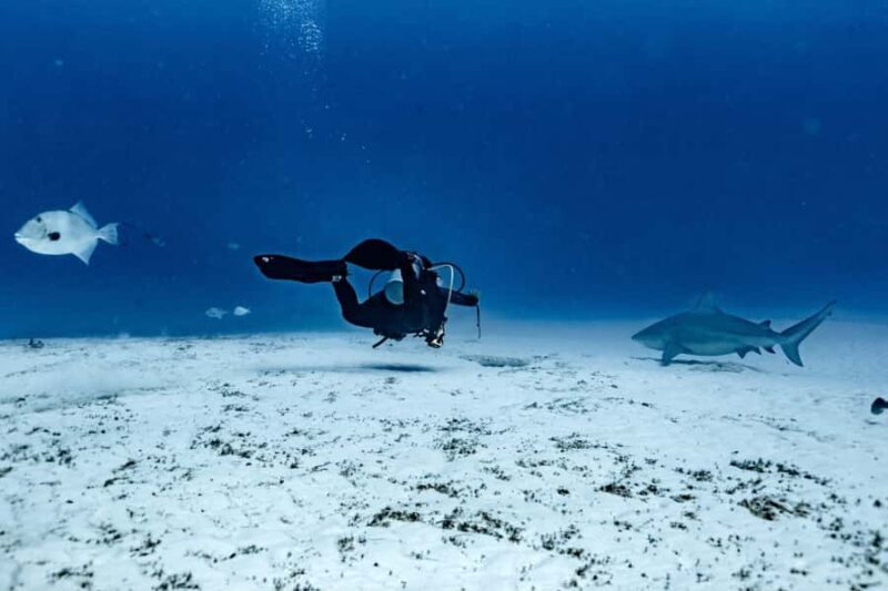 Bull Shark Dive in Playa del CarmenDive Machine Experience - Introduction