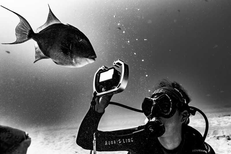 Bull Shark Dive in Playa del CarmenDive Machine Experience - The Sum Up